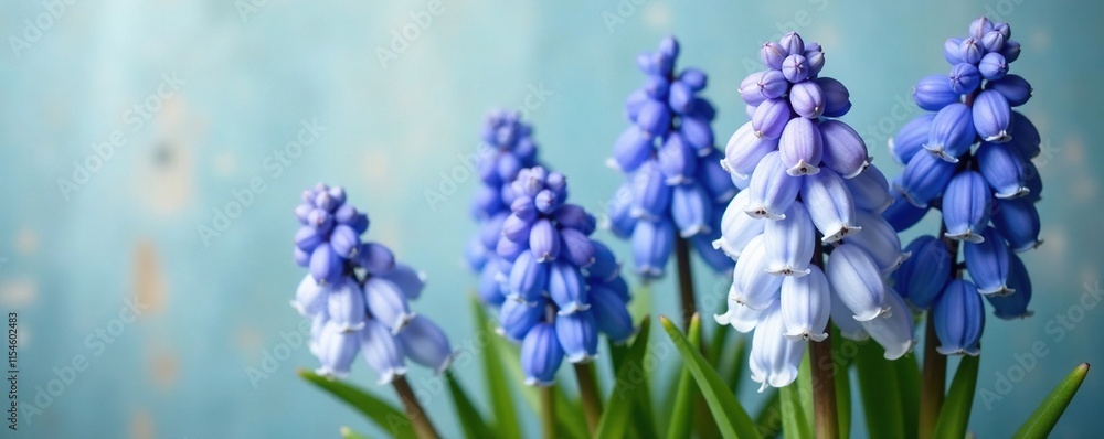 Obraz premium Dainty Hyacinths with bell-shaped blooms in shades of blue and white, white, garden, wildflowers