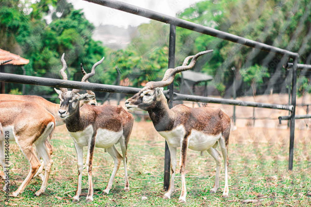 Naklejka premium Blackbuck Antelopes Standing Inside a Zoo Enclosure