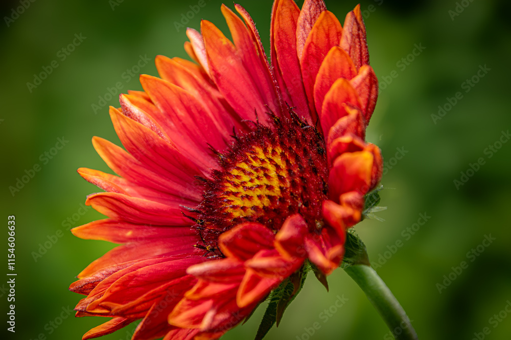 red flower red flower