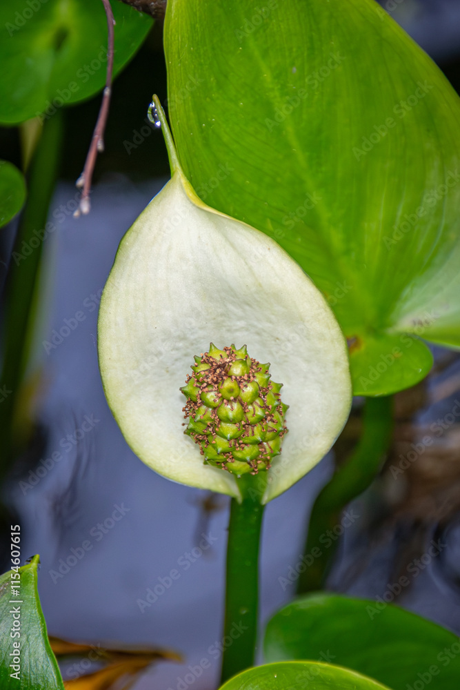 Obraz premium white water lily