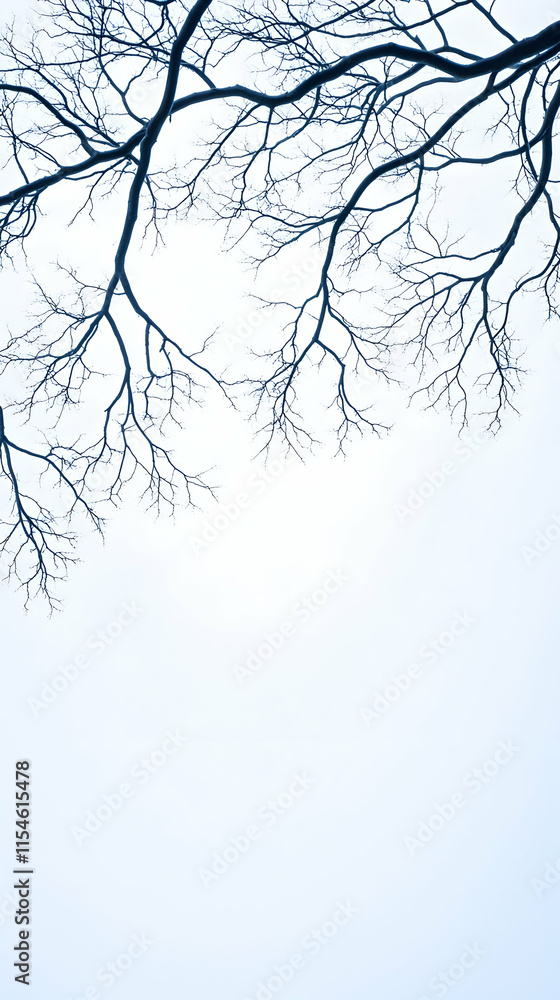 Fototapeta premium Winter Bare Tree Branches against Cloudy Sky, Nature Background, Design Element.