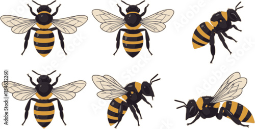 Honey bee illustration set: top view, flying side view, and sitting side view. bees vector