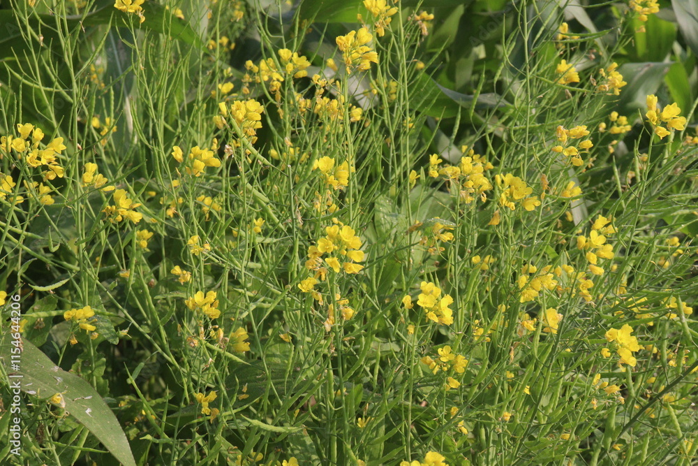 Obraz premium mustard farm on field for harvest are cash crops