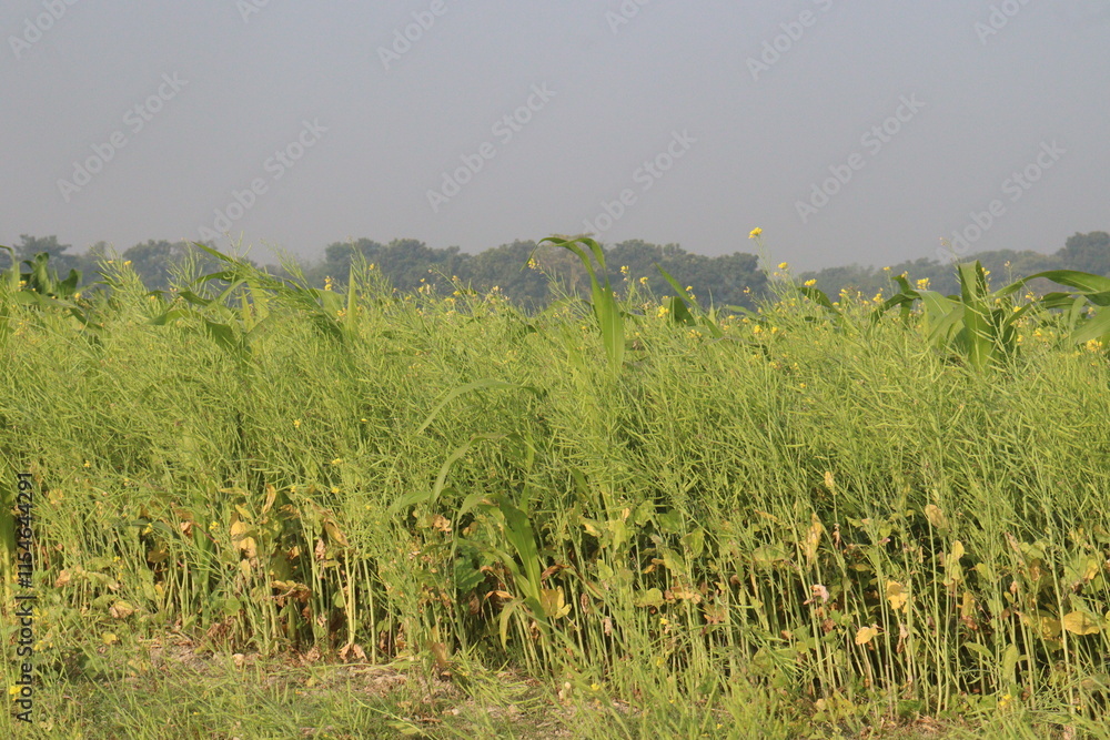 Obraz premium mustard farm on field for harvest are cash crops