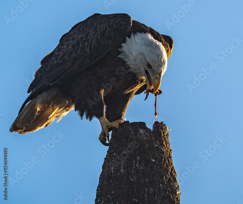 Foto Bald Eagle feasting on top of a pole