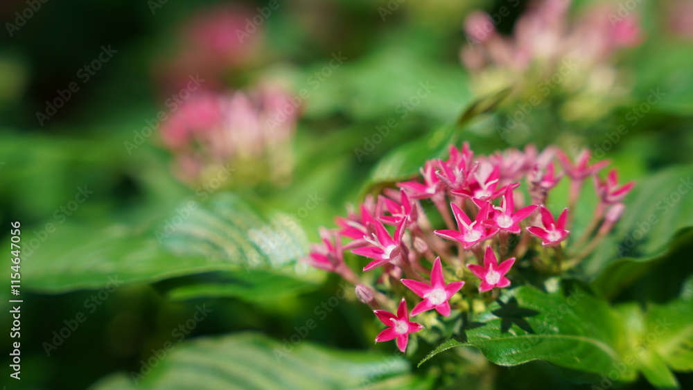 The Starry Sky in Your Garden: Egyptian Star Flower The Starry Sky in Your Garden: Egyptian Star Flower