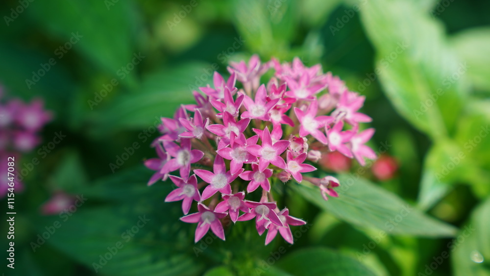 The Starry Wonder: Egyptian Star Flower The Starry Wonder: Egyptian Star Flower