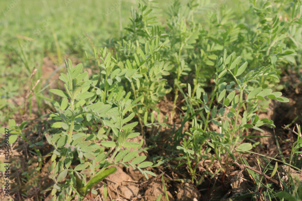 lentils farm for harvest are cash crops lentils farm for harvest are cash crops