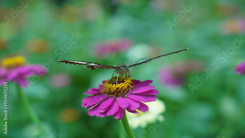 Obraz na płótnie A Songbird's Serenade: The Melodious Tunes of the Parthenos sylvia
