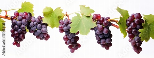 Wallpaper Mural Fresh Red Grapes Hanging on Branch with Lush Green Leaves in Bright Background for Healthy Lifestyle and Food Themes Torontodigital.ca