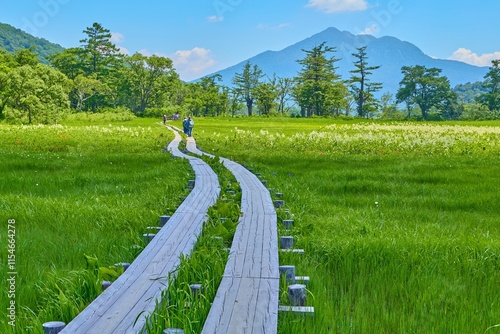 Foto 夏の群馬県片品村の尾瀬 山ノ鼻付近の上田代からコバイケイソウの咲く湿原と燧ヶ岳の眺望
