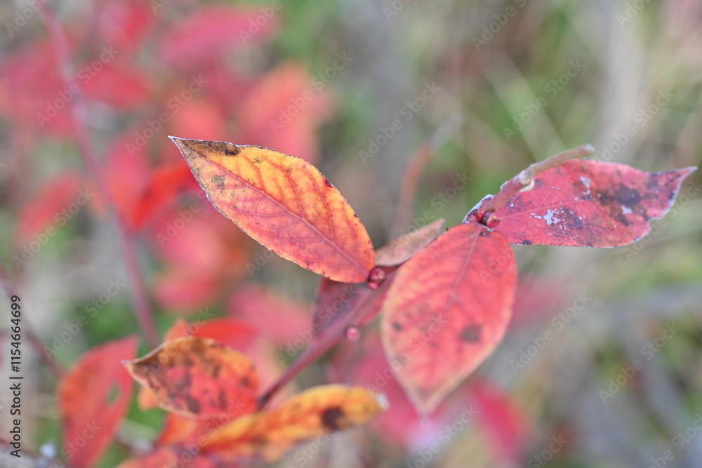 Blueberry autumn leaves. Ericaceae deciduous shrub fruit trees. Flowers bloom in spring and produce blue-purple berries after the flowers. The autumn leaves are beautiful. Blueberry autumn leaves. Ericaceae deciduous shrub fruit trees. Flowers bloom in spring and produce blue-purple berries after the flowers. The autumn leaves are beautiful.