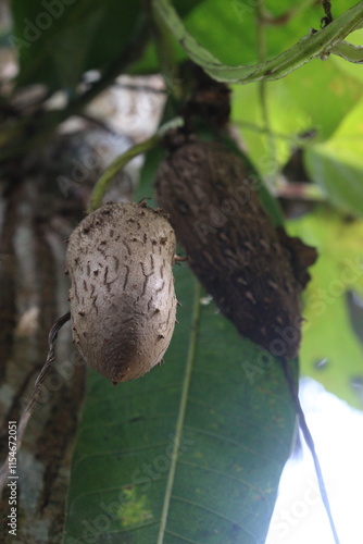 Dioscorea bulbifera plant on farm photo