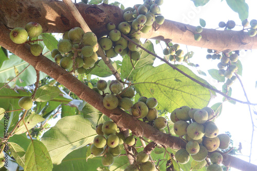 Ficus nota on tree in jungle photo