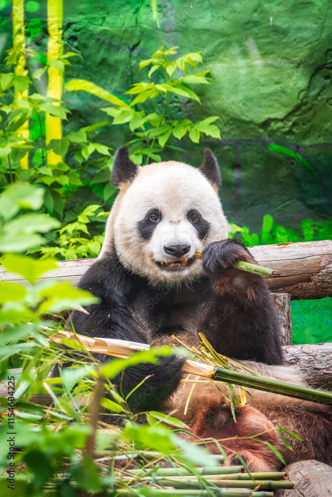 Fototapeta premium The Giant Panda Bear sits while eating a bamboo stalk