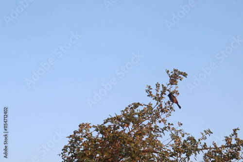 Ziziphus mauritiana fruit on tree in farm photo