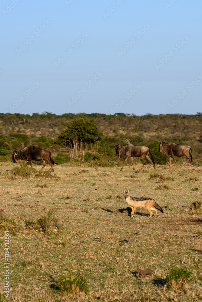 Fototapeta premium Black Backed Jackel on the savanna of the Mara Conservancy in Kenya with wildebeest in background, part of the great migration, African adventure safari