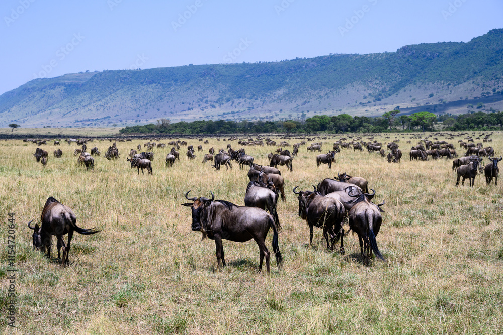 Herd of blue wildebeest grazing in the grasslands of the Maasai Mara National Reserve in Kenya, stop during the great migration, African adventure safari
Herd of blue wildebeest grazing in the grasslands of the Maasai Mara National Reserve in Kenya, stop during the great migration, African adventure safari