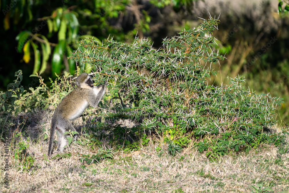 Naklejka premium Vervet Monkey feeding on an acacia tree with very large thorns, Mara Conservancy in Kenya, part of the great migration, African adventure safari 