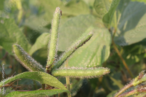 Vigna mungo plant on farm for harvest