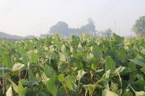 Vigna mungo plant on farm for harvest