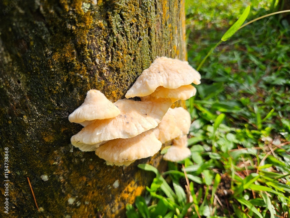 Close-up of wild mushrooms growing on a mossy tree trunk in a lush green forest under natural sunlight Close-up of wild mushrooms growing on a mossy tree trunk in a lush green forest under natural sunlight