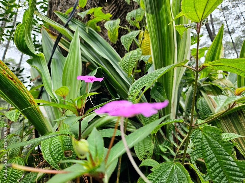 Fototapeta premium Stunning Impatiens pink blossom nestled among textured green foliage, showcasing a peaceful natural setting
