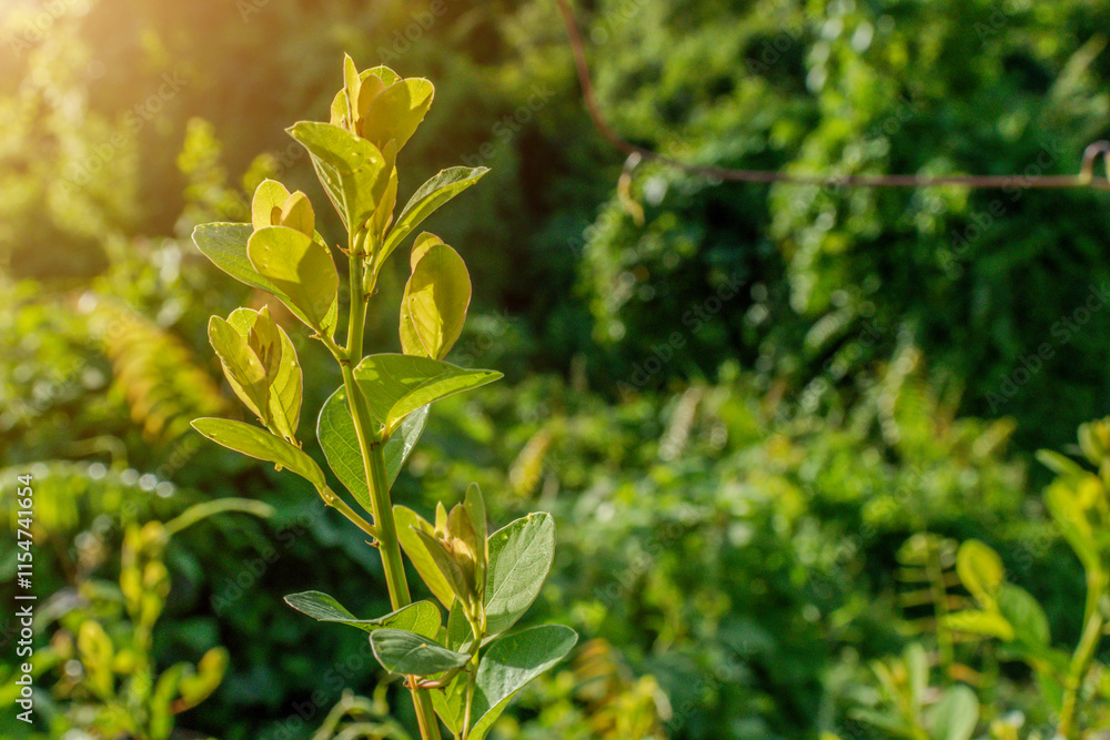 Fototapeta premium Green leaves