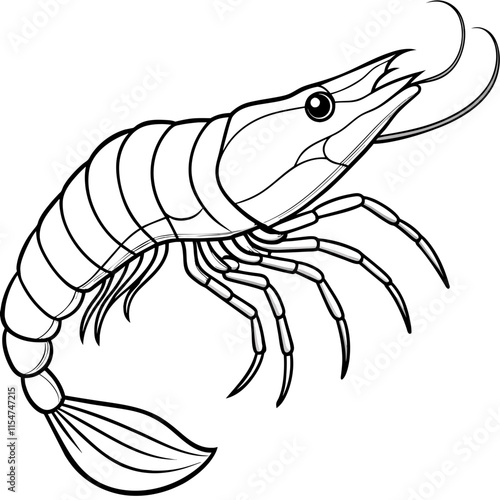 shrimp illustration
