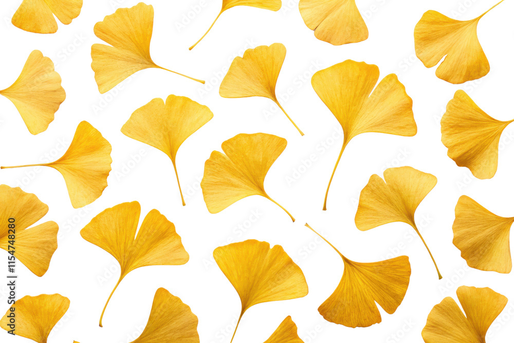 Fototapeta premium Collection of yellow ginkgo biloba leaves isolated with transparent background