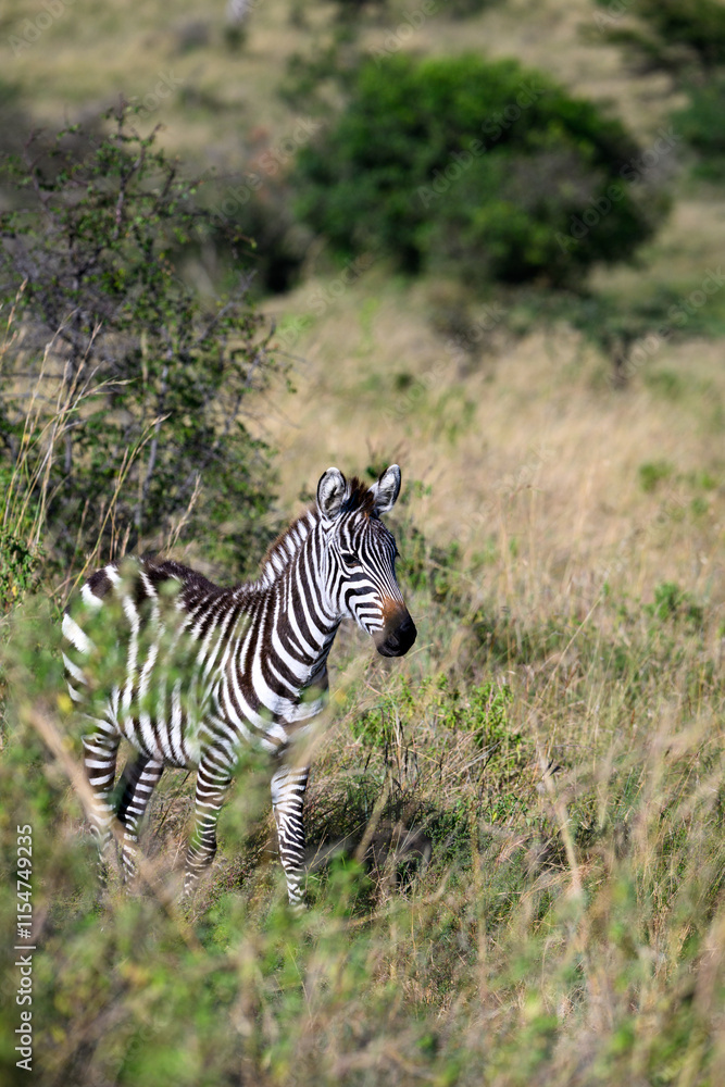 Naklejka premium Common Zebra on the savanna in the Maasai Mara National Reserve in Kenya, African adventure safari 