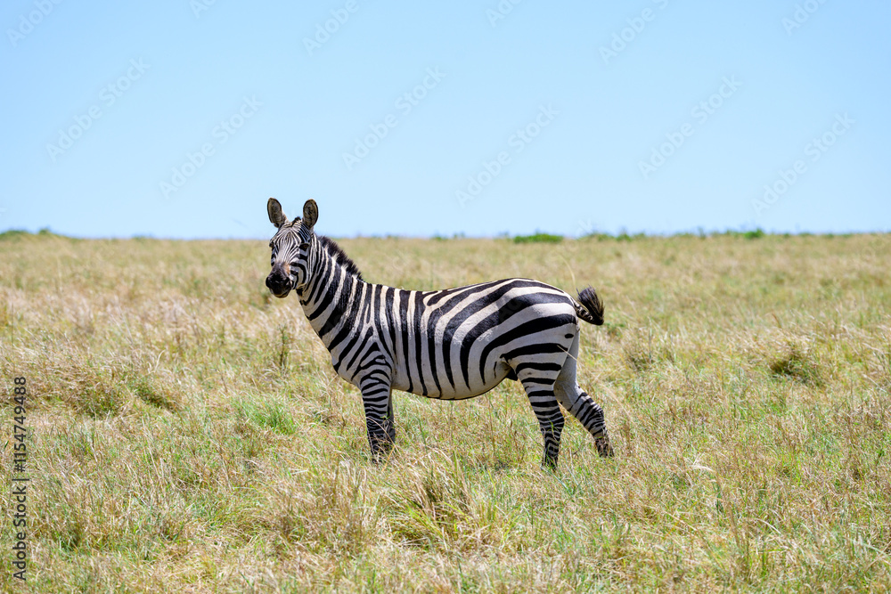 Common Zebra on the savanna in the Maasai Mara National Reserve in Kenya, African adventure safari
Common Zebra on the savanna in the Maasai Mara National Reserve in Kenya, African adventure safari