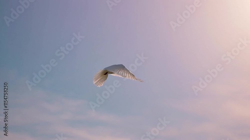 White Dove of Peace: A Soaring Symbol of Serenity

