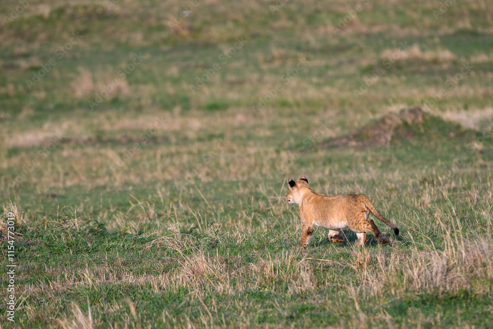 Lion cub practice stalking and hunting in the Maasai Mara National Reserve in Kenya, African adventure safari
Lion cub practice stalking and hunting in the Maasai Mara National Reserve in Kenya, African adventure safari