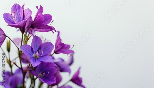 Wallpaper Mural Vibrant Purple Flowers Against a Soft Neutral Background for Elegant Decor and Design Torontodigital.ca