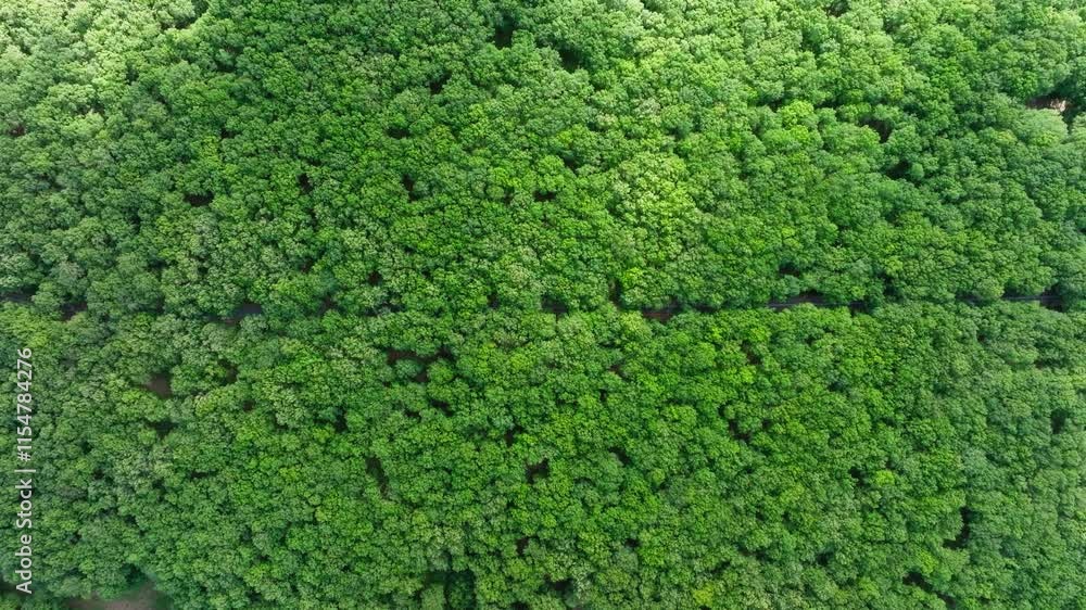 Aerial: Top down view of Foloi oak forest. Drone fly over green oak trees in Greece Aerial: Top down view of Foloi oak forest. Drone fly over green oak trees in Greece