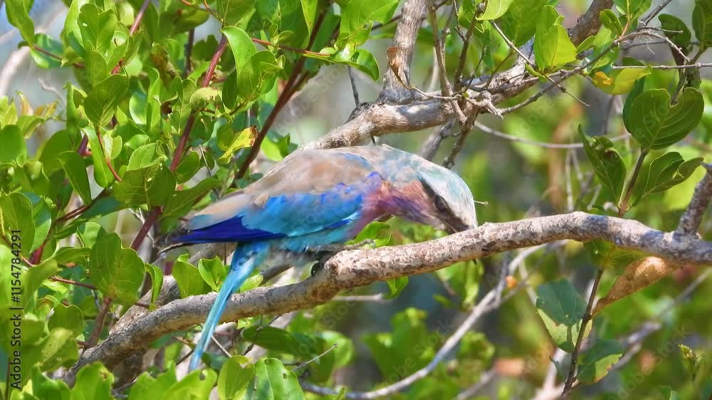 Lilac-breasted Roller Perched on Branch, Colorful African Bird in Natural Habitat Lilac-breasted Roller Perched on Branch, Colorful African Bird in Natural Habitat