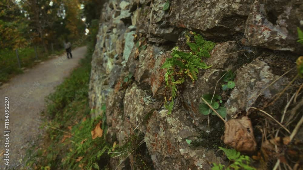 Green vegetation growing on a rocky wall in the Pipeline Track Starting Point hiking area, Pakistan Green vegetation growing on a rocky wall in the Pipeline Track Starting Point hiking area, Pakistan