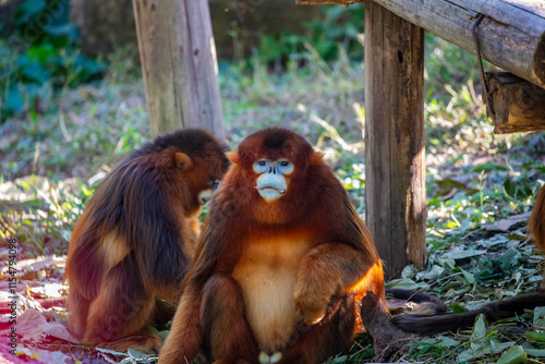 The Sichuan golden snub-nosed monkey (Rhinopithecus roxellana) is an endangered primate endemic to China's mountainous forests. It has striking golden-orange fur, a blue face, and a stubby nose. photo