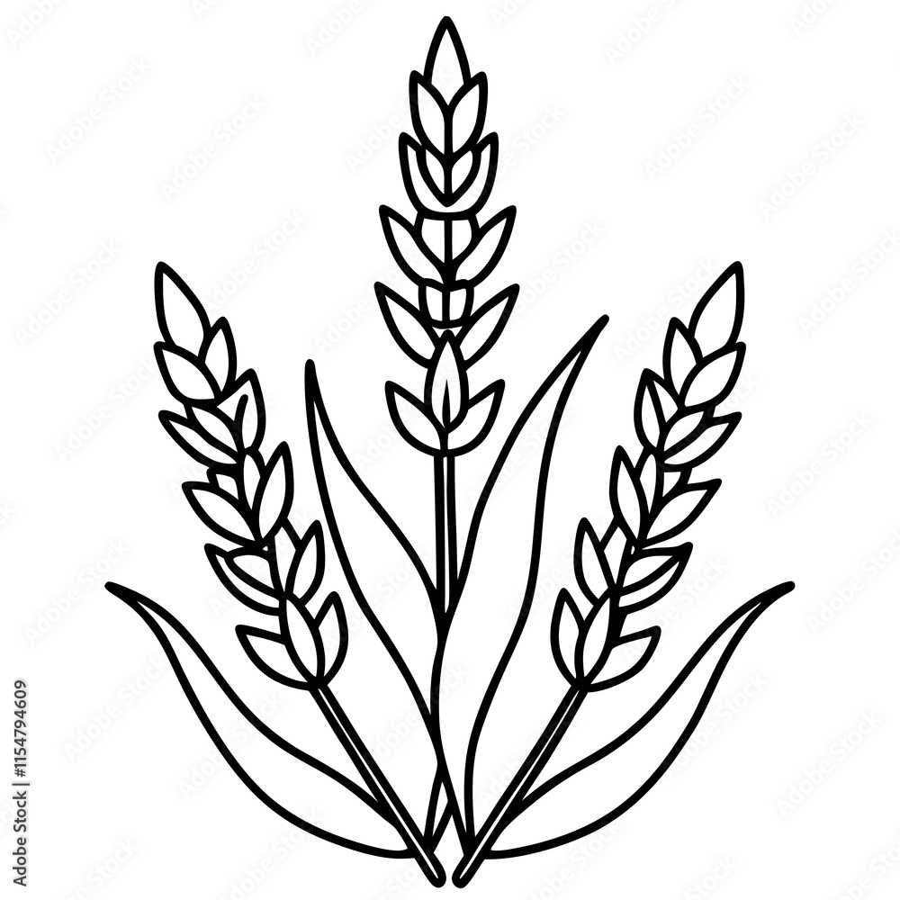 Lavender Lush line art art vector Lavender Lush line art art vector