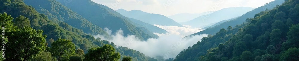 Mists rise from valley floor amidst towering trees, foliage, valley Mists rise from valley floor amidst towering trees, foliage, valley