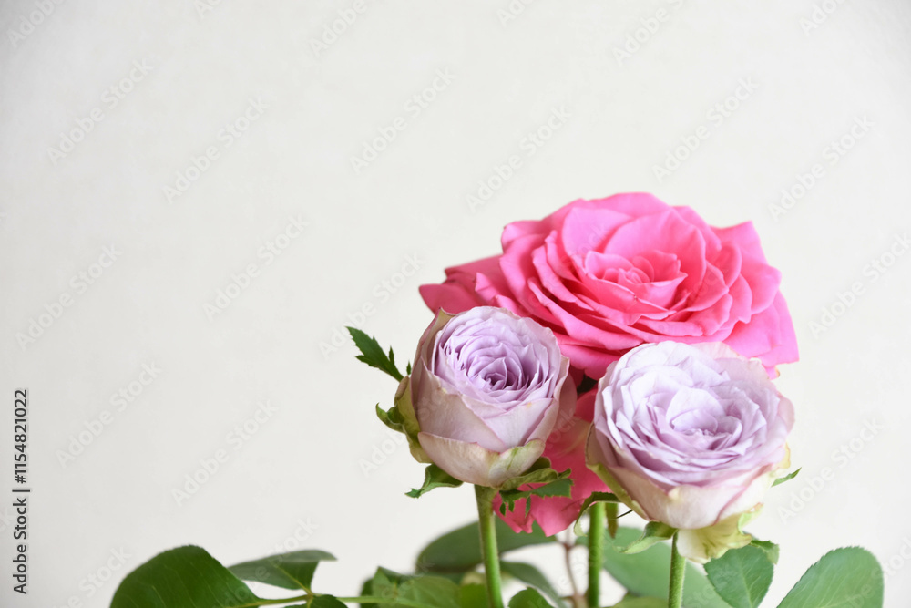 ピンクと紫のばら