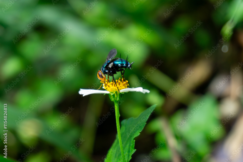 A Lucilia sericata with metallic green body feeds on a small white and yellow flower against a green backdrop. A Lucilia sericata with metallic green body feeds on a small white and yellow flower against a green backdrop.