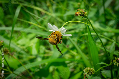 A Xylocopa violacea (violet carpenter bee) diligently gathers nectar from a small white flower, showcasing its fuzzy body photo