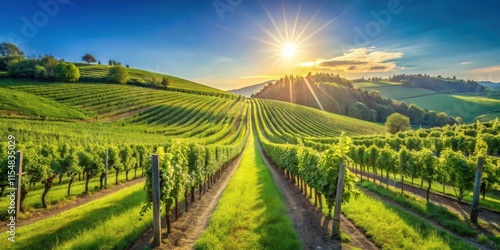 Wallpaper Mural Serene Vineyard Landscape at Sunset Rows of Lush Grapevines Basking in Golden Hour Light Torontodigital.ca