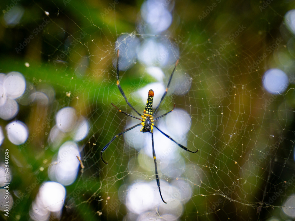 A striking Nephila pilipes (Giant Golden Orb-weaver) hangs in its large, intricate web, showcasing its vibrant yellow and black markings.