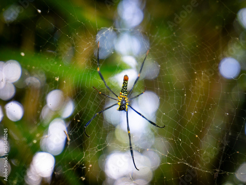 A striking Nephila pilipes (Giant Golden Orb-weaver) hangs in its large, intricate web, showcasing its vibrant yellow and black markings. photo