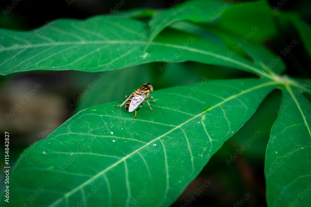A hoverfly, likely Eristalinus taeniops, perches on a cassava leaf, mimicking a bee with its striped abdomen A hoverfly, likely Eristalinus taeniops, perches on a cassava leaf, mimicking a bee with its striped abdomen