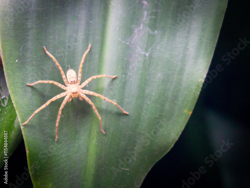A pale huntsman spider, likely a member of the Heteropoda genus, rests camouflaged on a broad green leaf