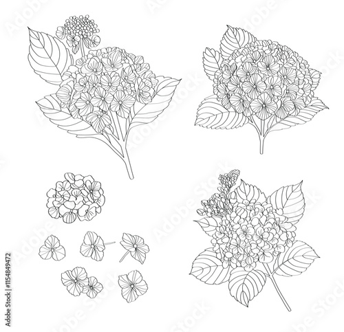 Hydrangea line drawing , Vector file can be used in creating work, including media production. and various publications